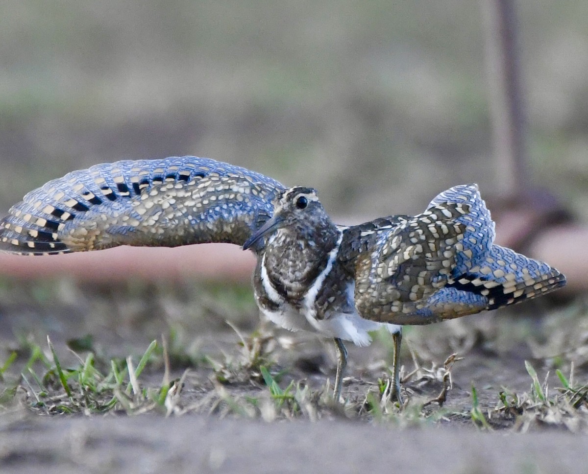 Australian Painted-Snipe - ML610515290