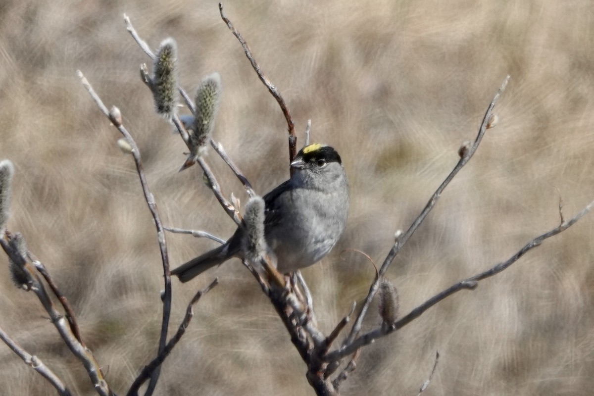 Golden-crowned Sparrow - ML610515319