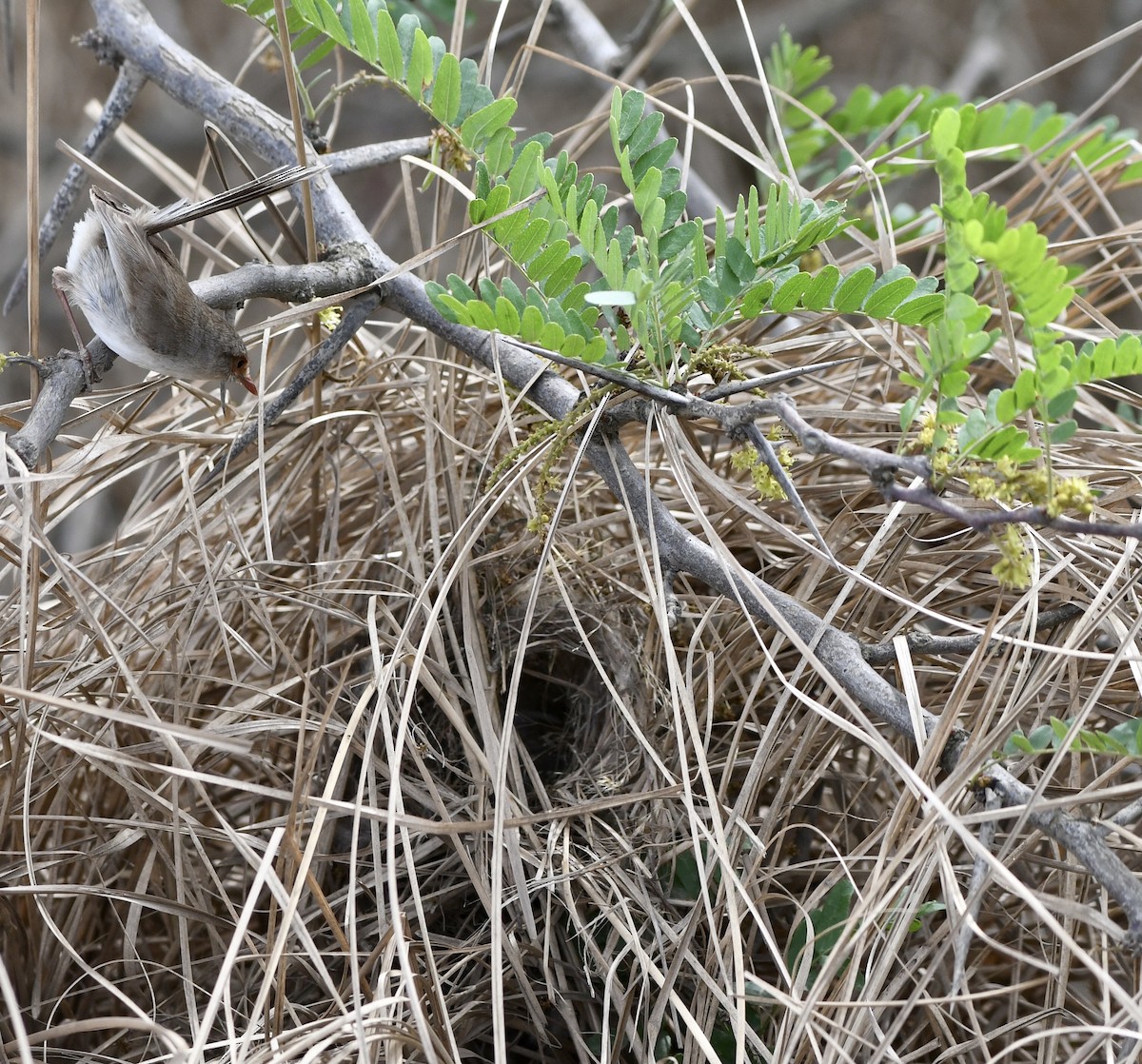Superb Fairywren - ML610515342