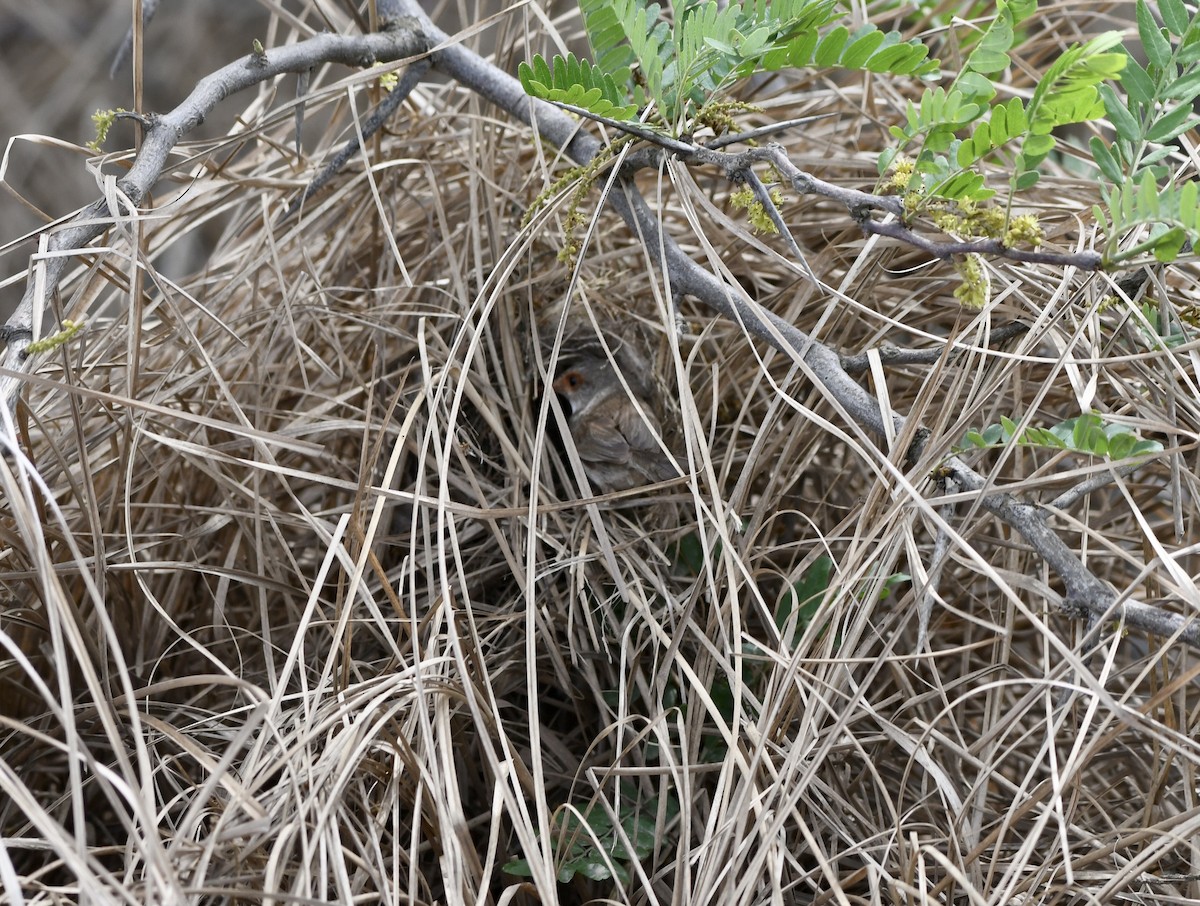 Superb Fairywren - ML610515343