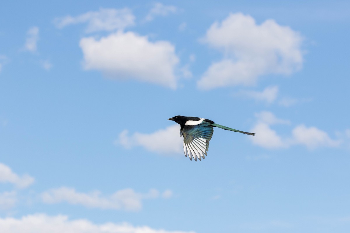 Black-billed Magpie - ML610515352