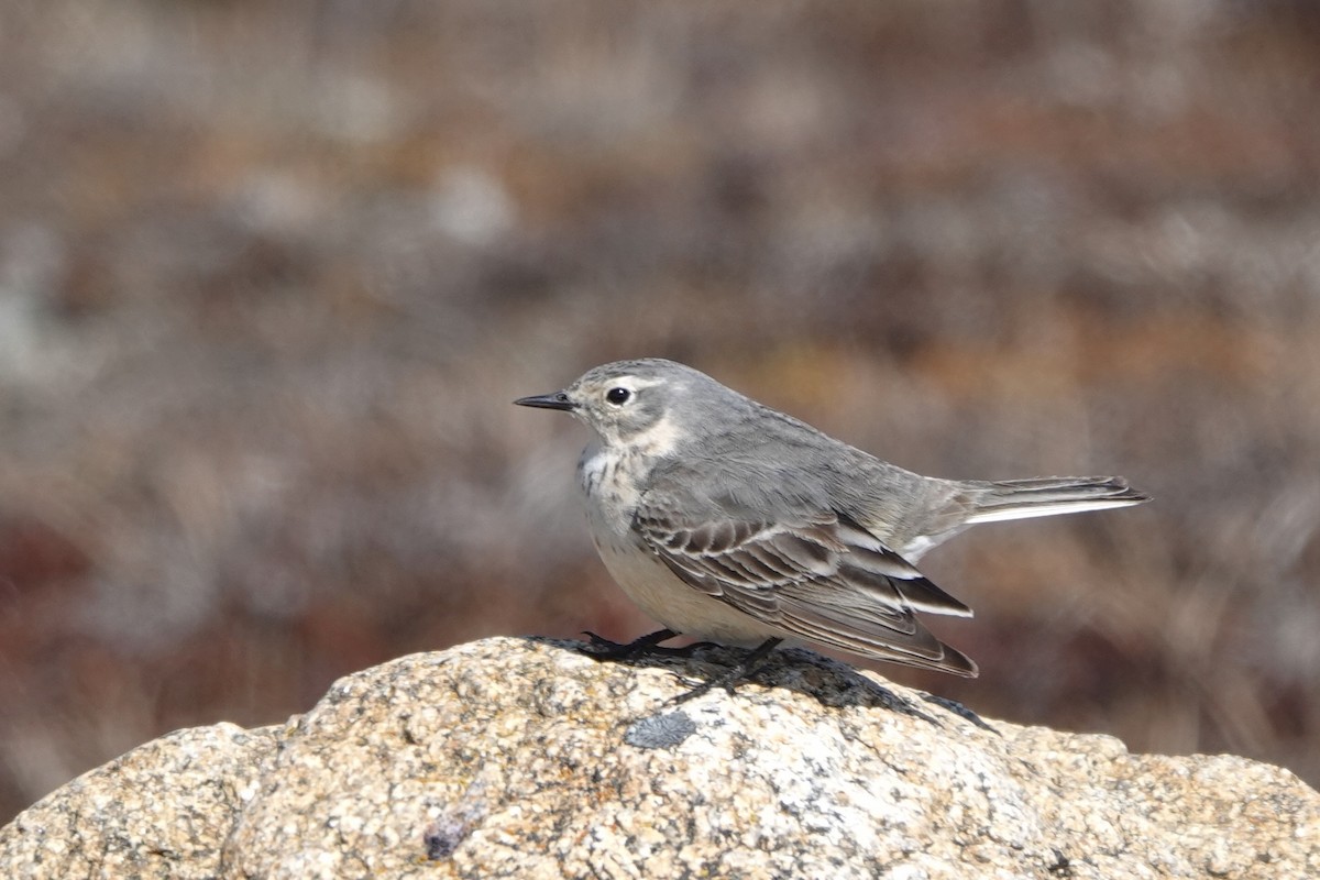 American Pipit - ML610515353