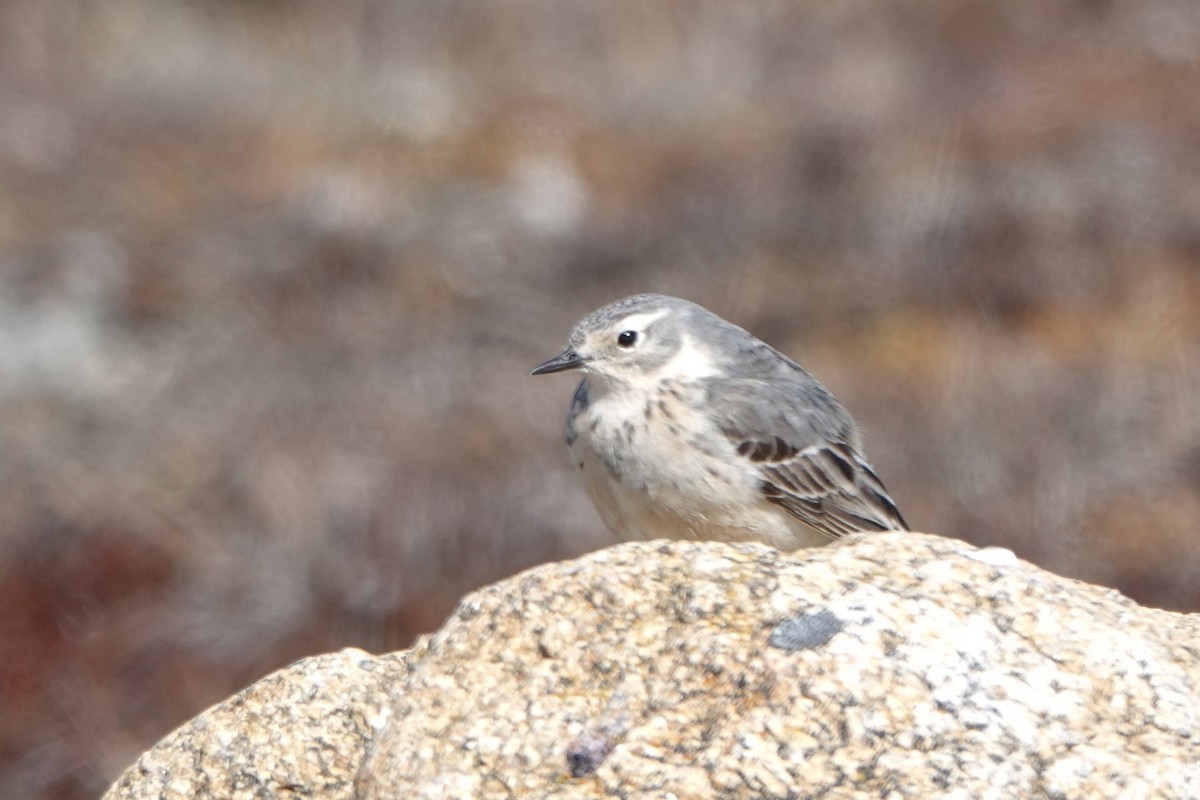 Pipit d'Amérique - ML610515366