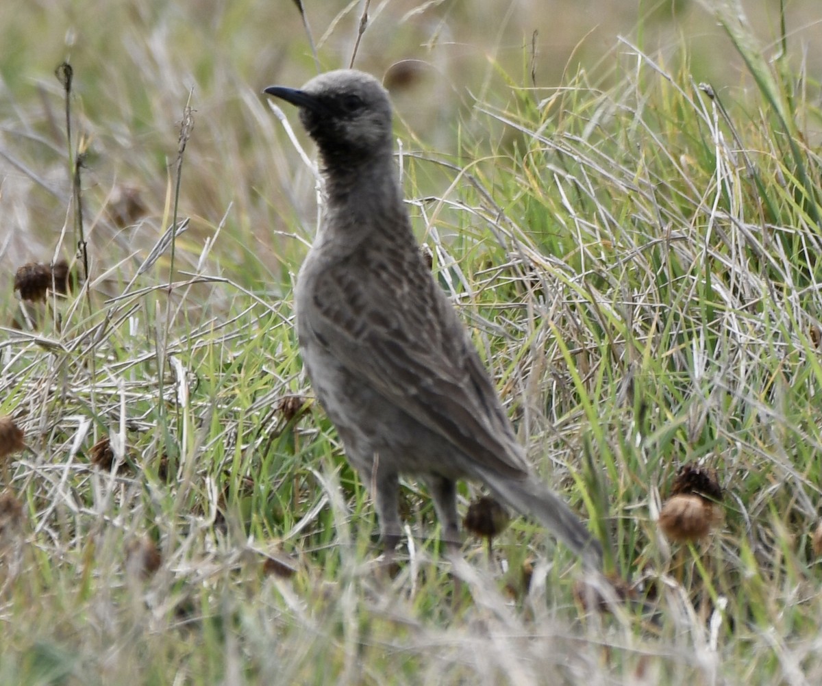 Brown Songlark - ML610515395