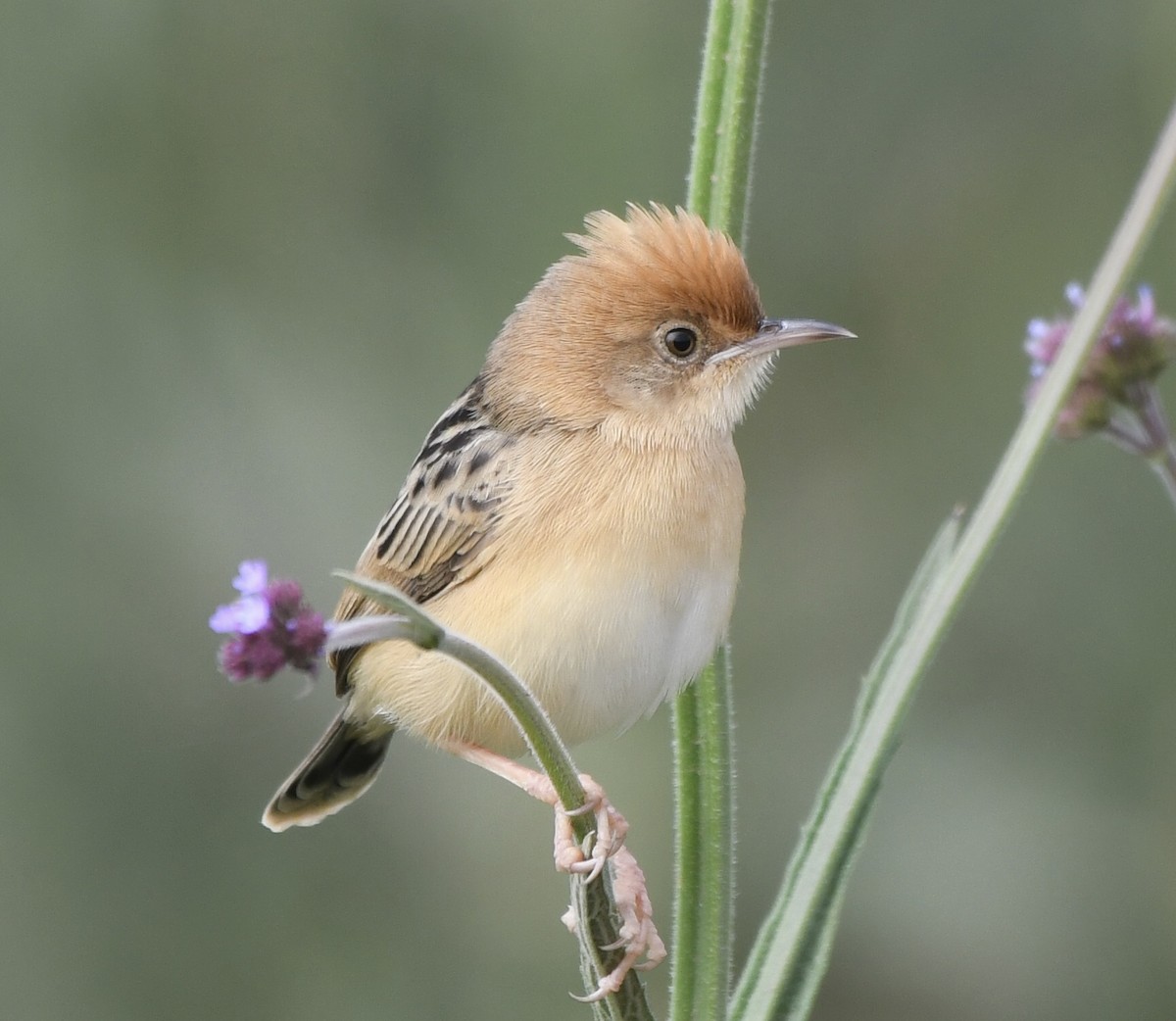 Golden-headed Cisticola - ML610515421