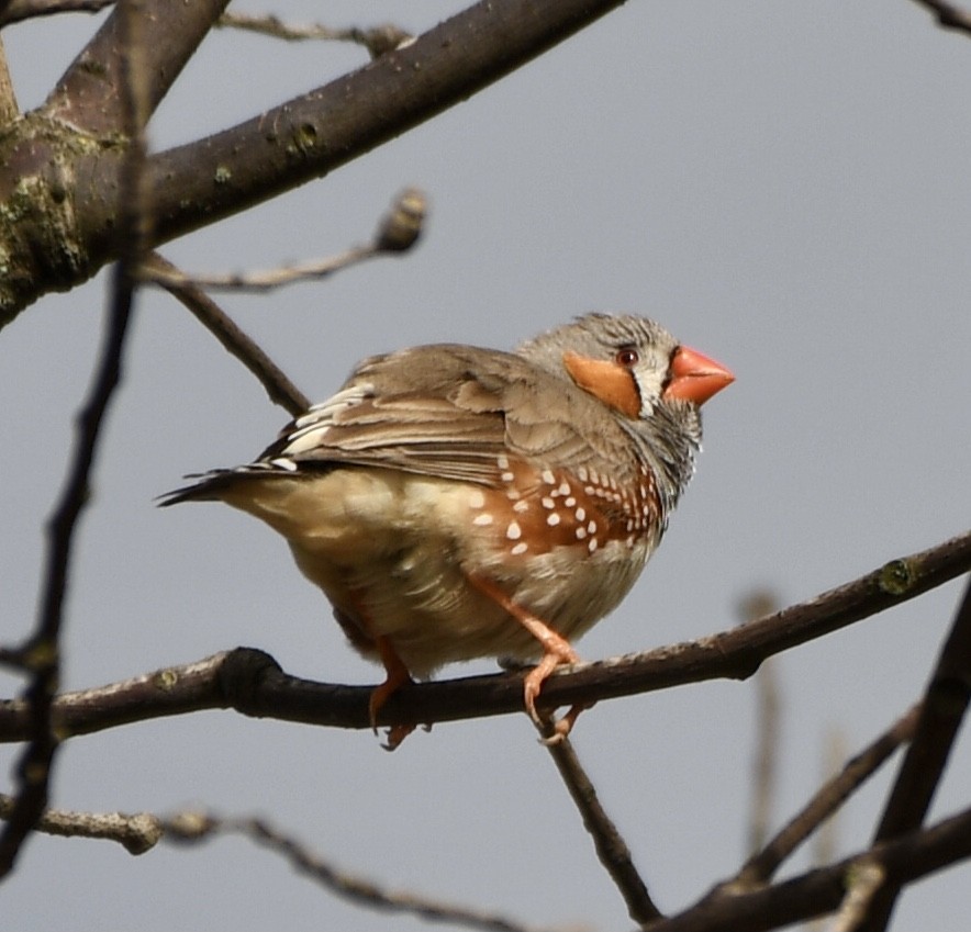 Zebra Finch - ML610515433