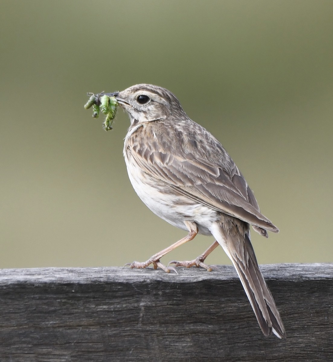 Australian Pipit - ML610515446