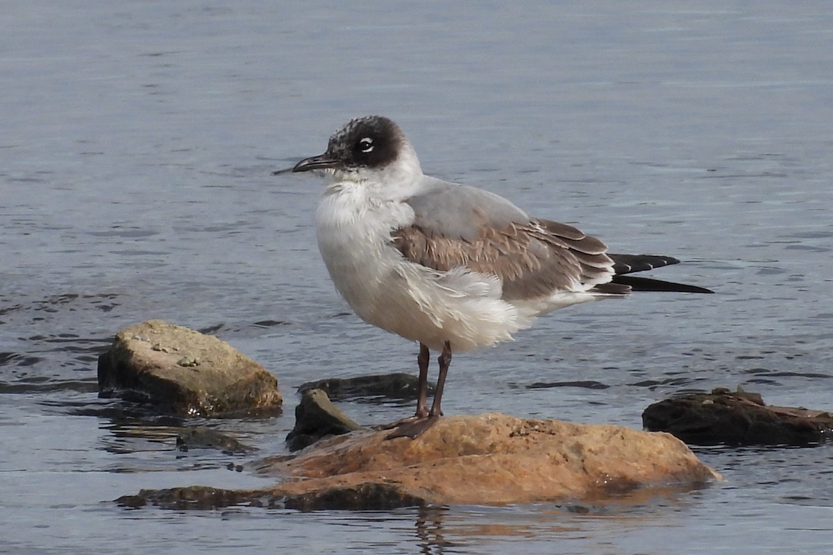 Franklin's Gull - Juan Manuel Pérez de Ana