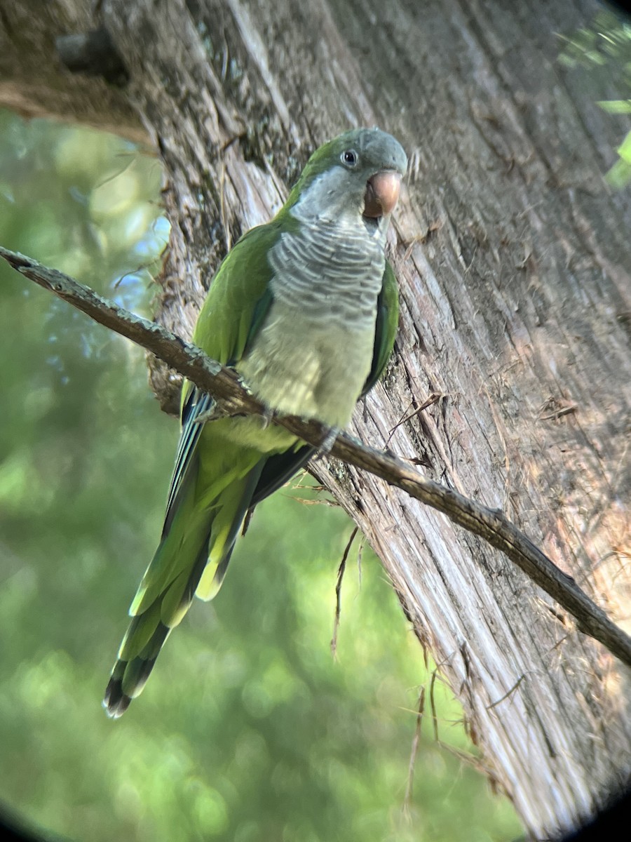 Monk Parakeet - ML610515466