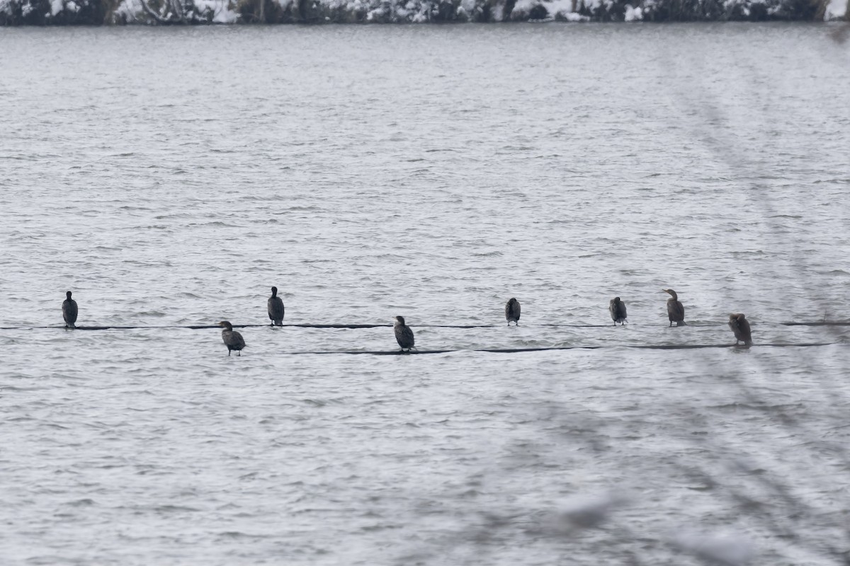 Double-crested Cormorant - Brock Gunter-Smith