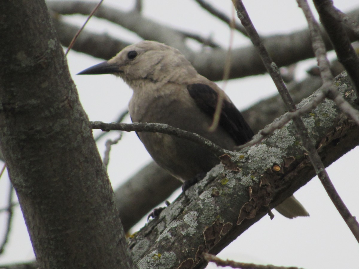 Clark's Nutcracker - ML610515482