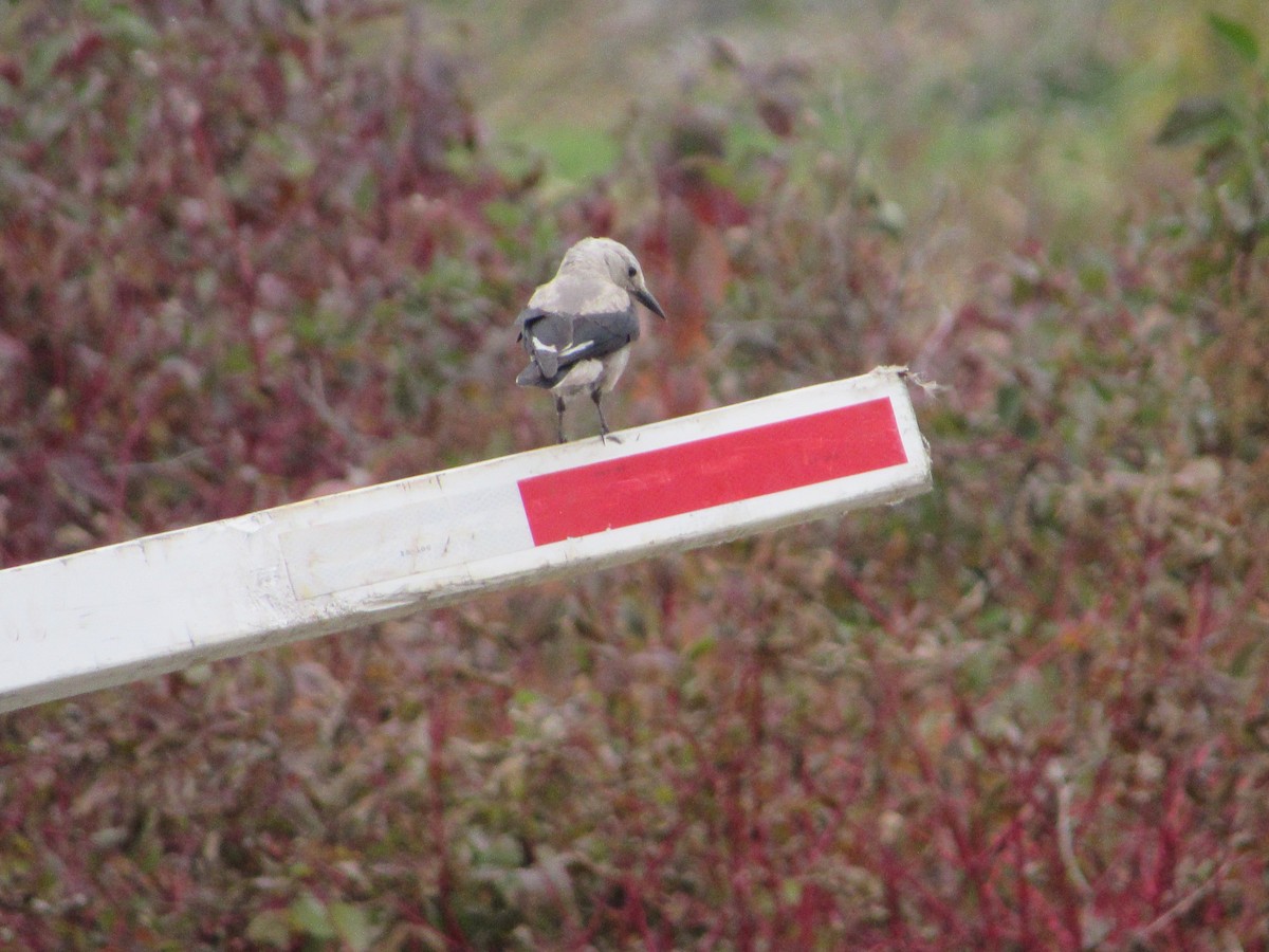 Clark's Nutcracker - ML610515483