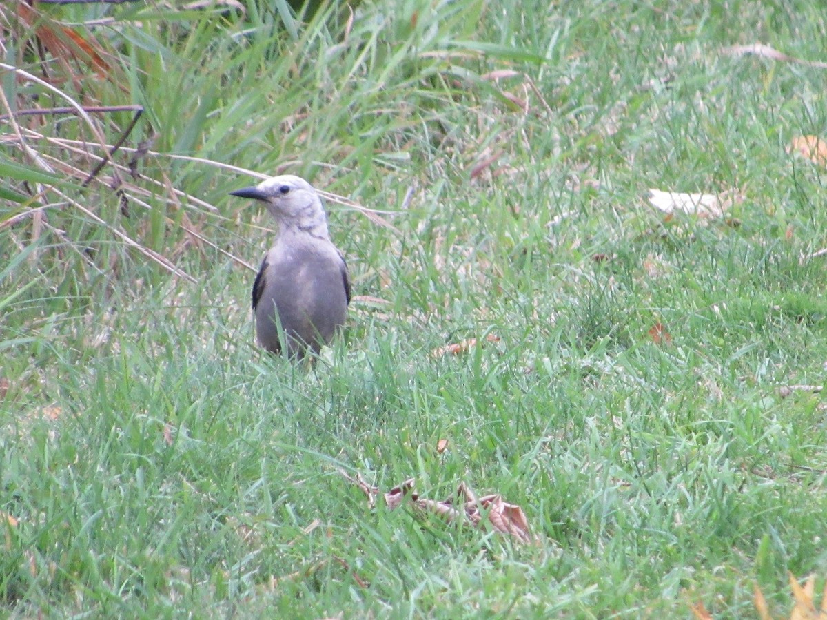 Clark's Nutcracker - ML610515486