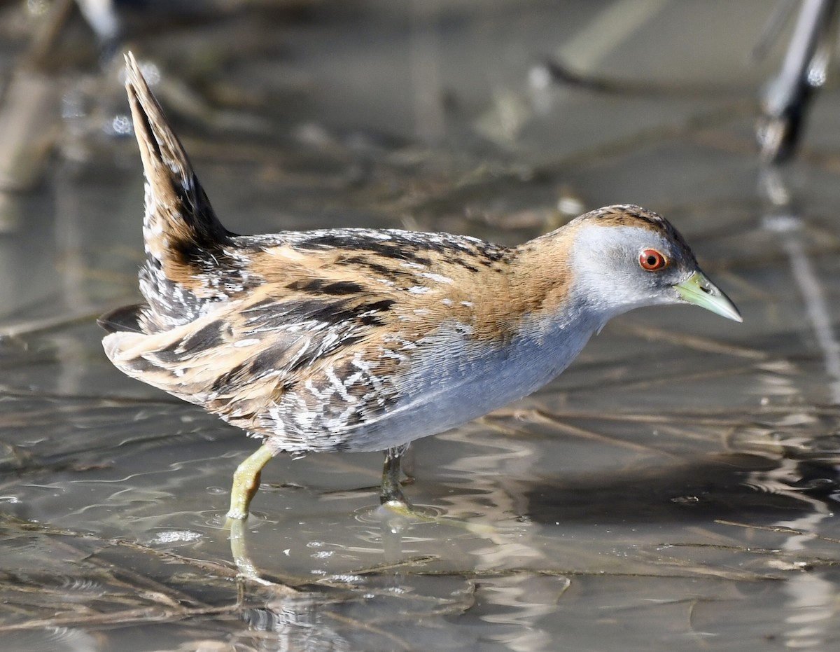 Baillon's Crake - ML610515496