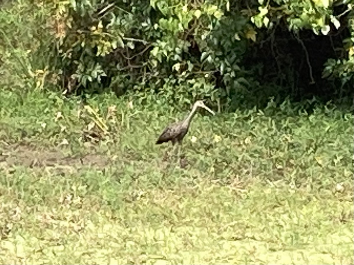 Limpkin - ML610515536