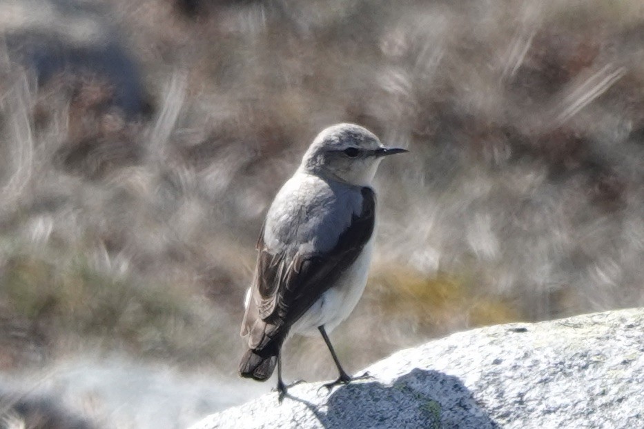 Northern Wheatear - Lee Burke