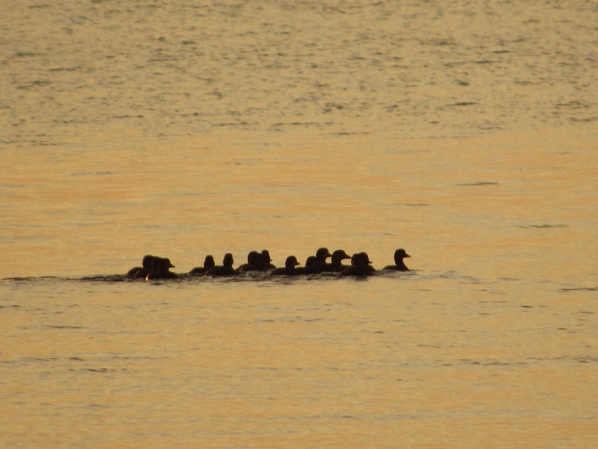 Black Scoter - Brian Schneider