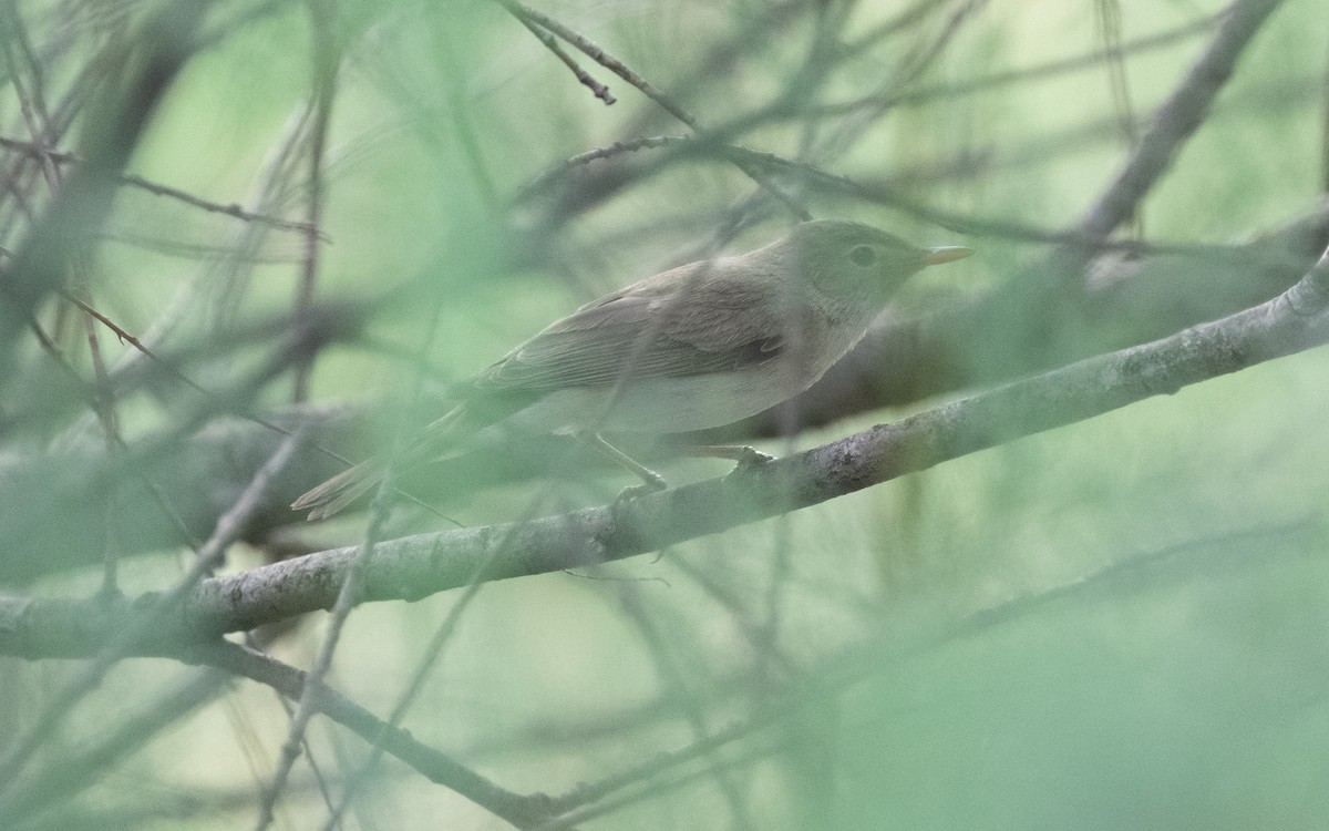 Western Olivaceous Warbler - ML610515651