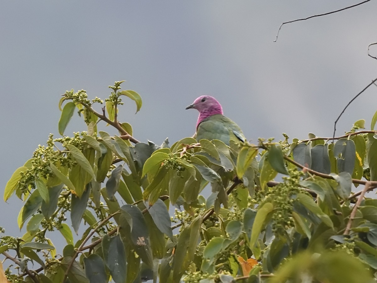 Pink-headed Fruit-Dove - ML610515697