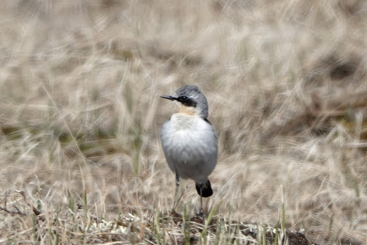 Northern Wheatear - ML610515735