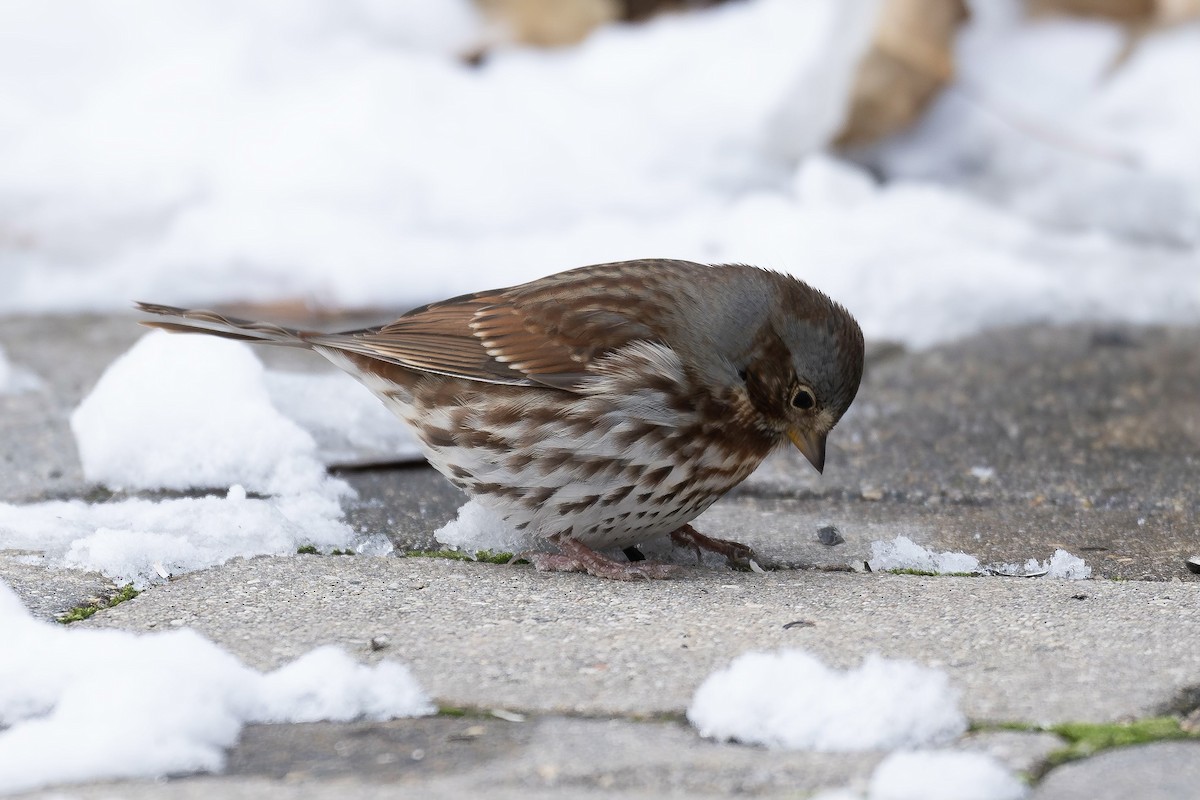 Fox Sparrow (Red) - ML610515758