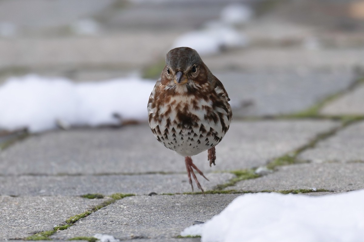 Fox Sparrow (Red) - ML610515763