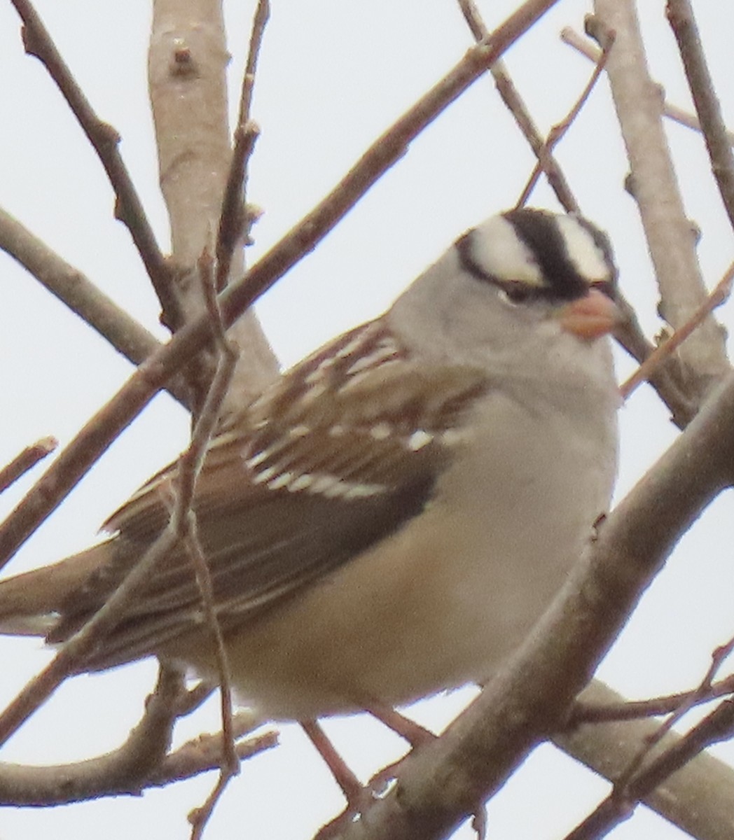 Bruant à couronne blanche - ML610515850