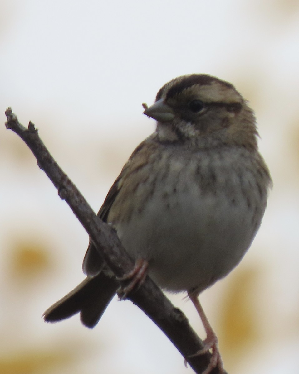 White-throated Sparrow - ML610515879