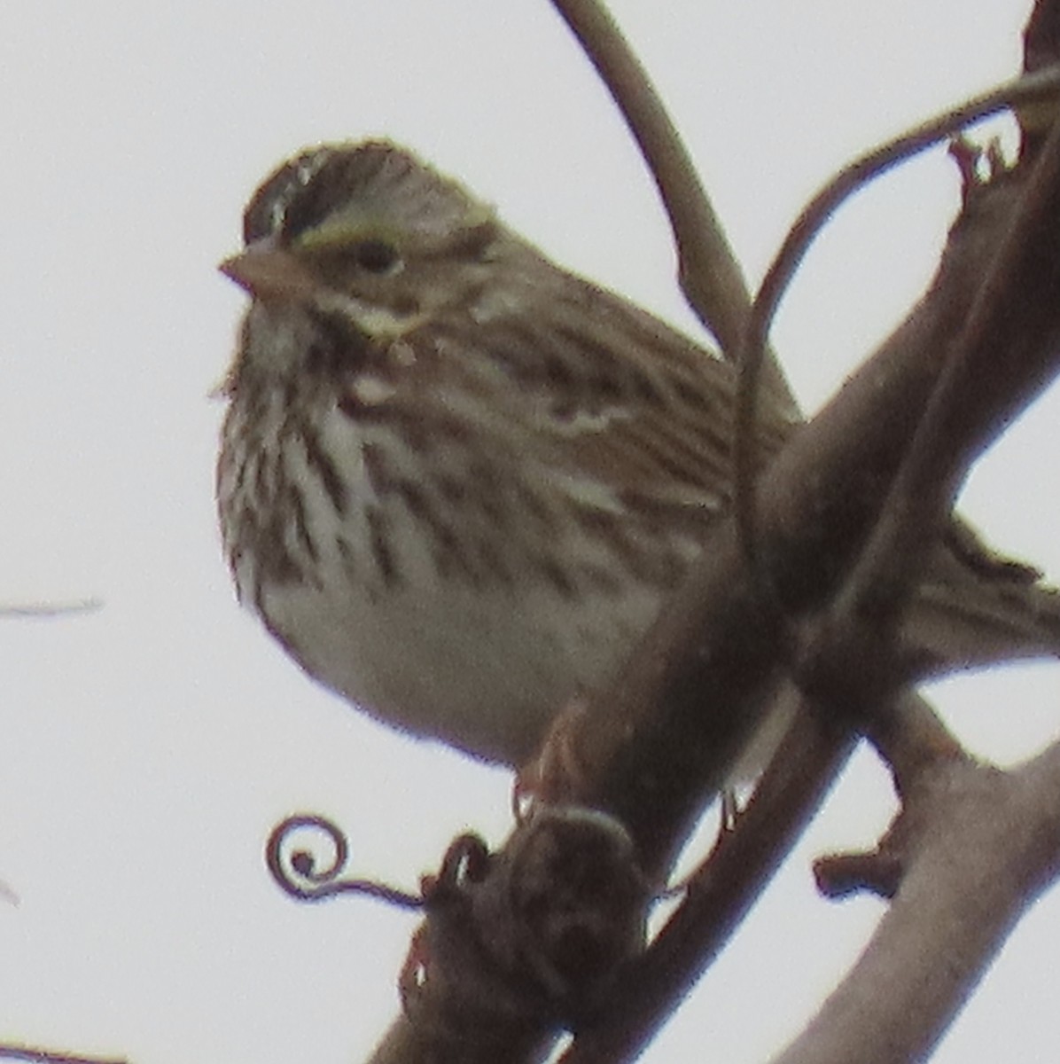 Savannah Sparrow - ML610515887