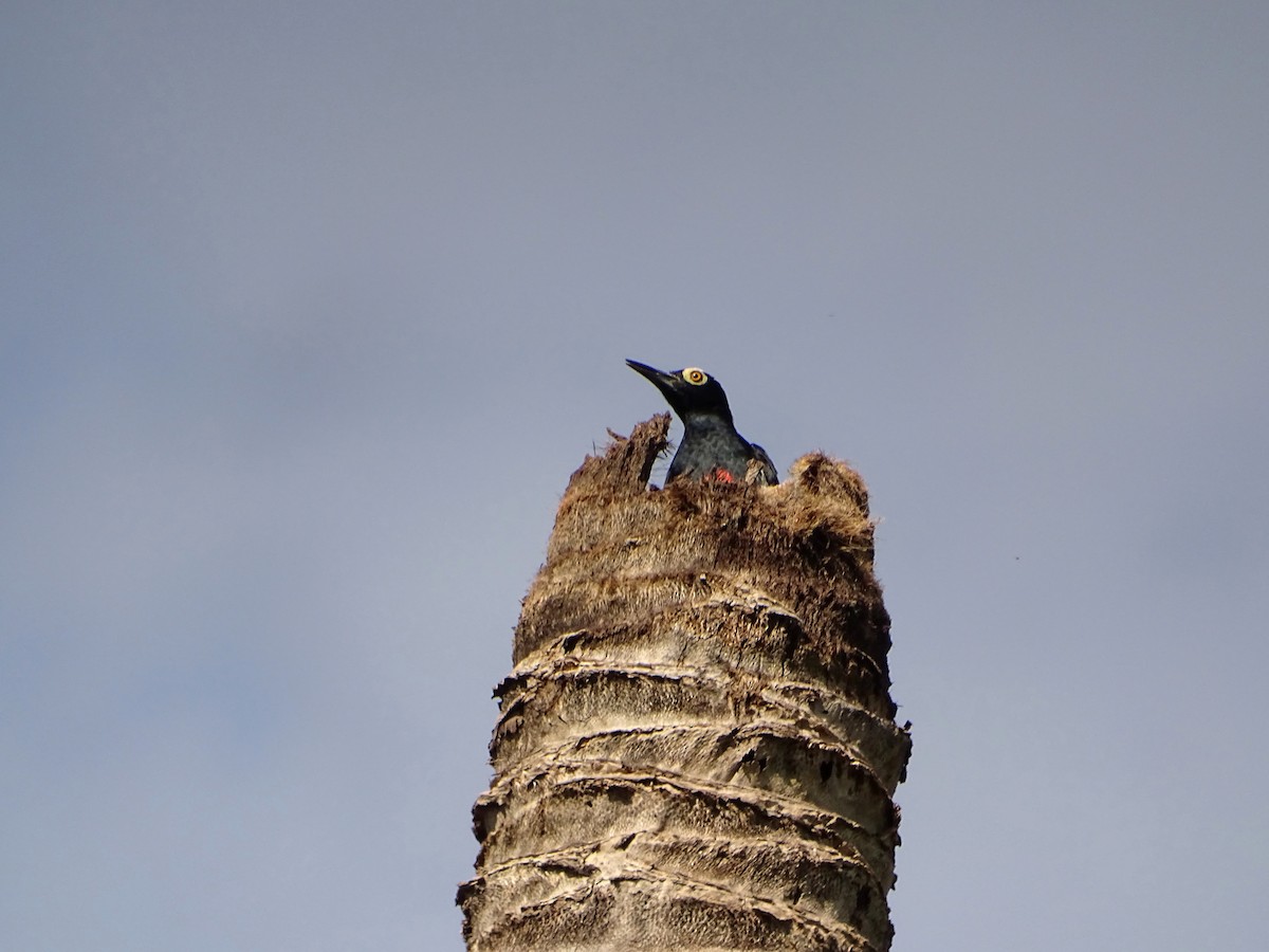 Yellow-tufted Woodpecker - ML610515903