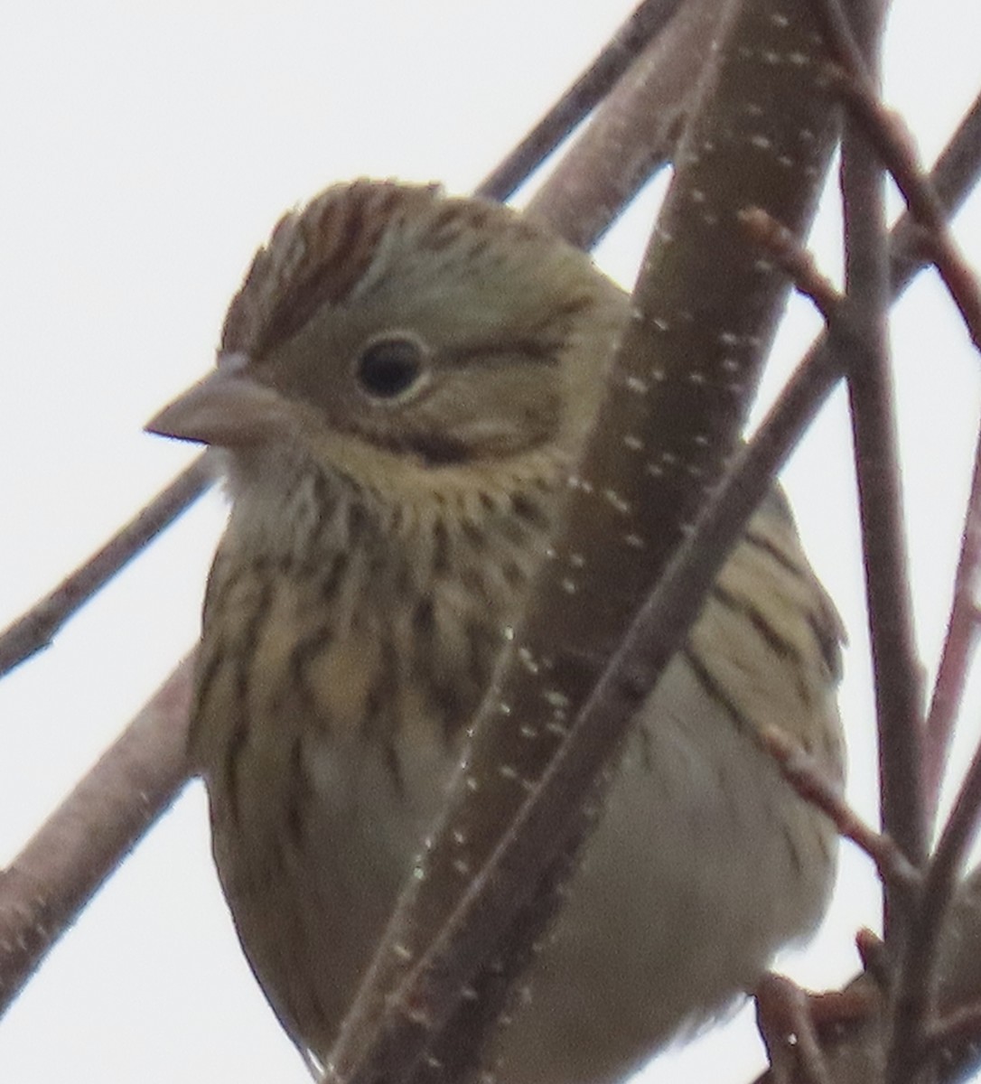 Lincoln's Sparrow - ML610515905