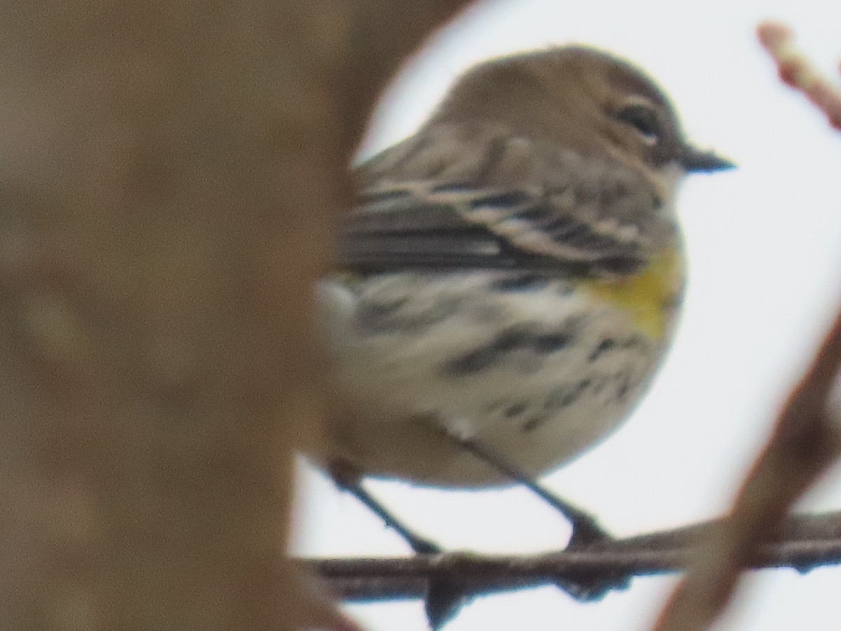 Yellow-rumped Warbler - Curtis Beck