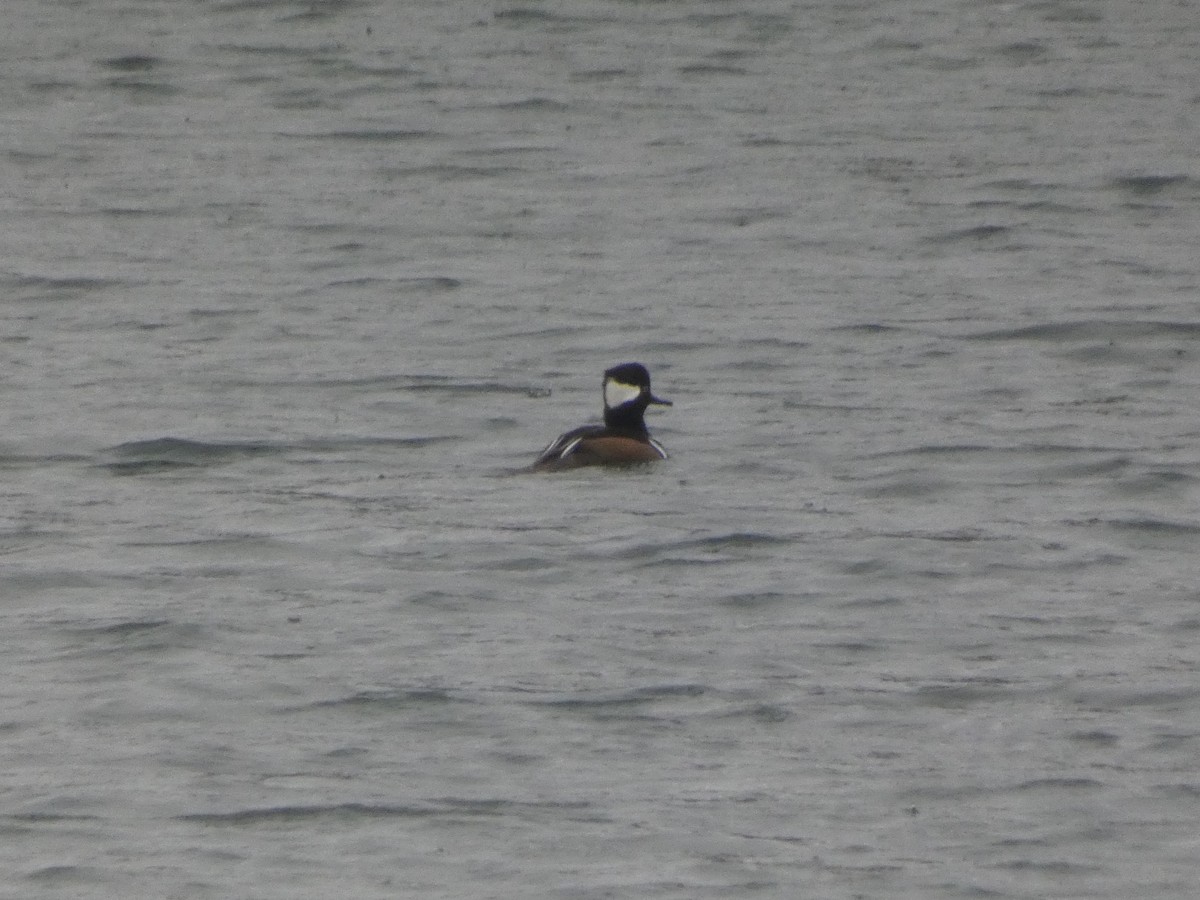 Hooded Merganser - ML610516019