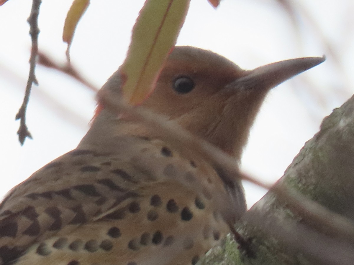 Northern Flicker - ML610516029