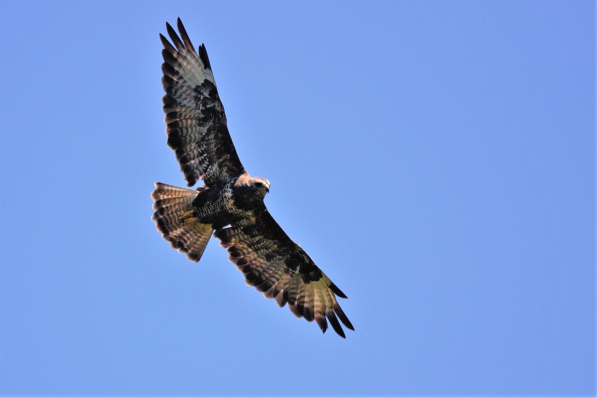 Mäusebussard - ML610516050
