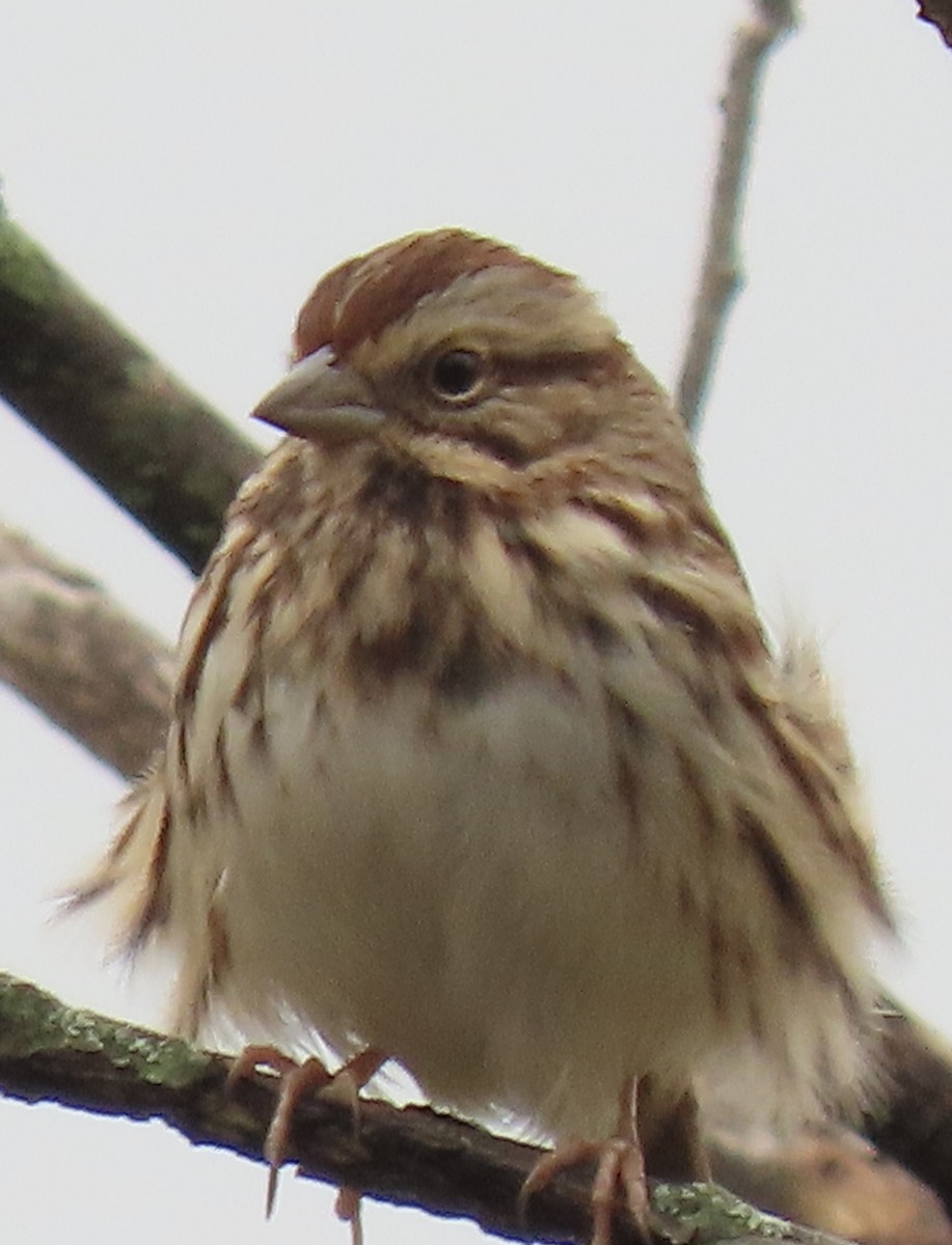 Song Sparrow - ML610516051