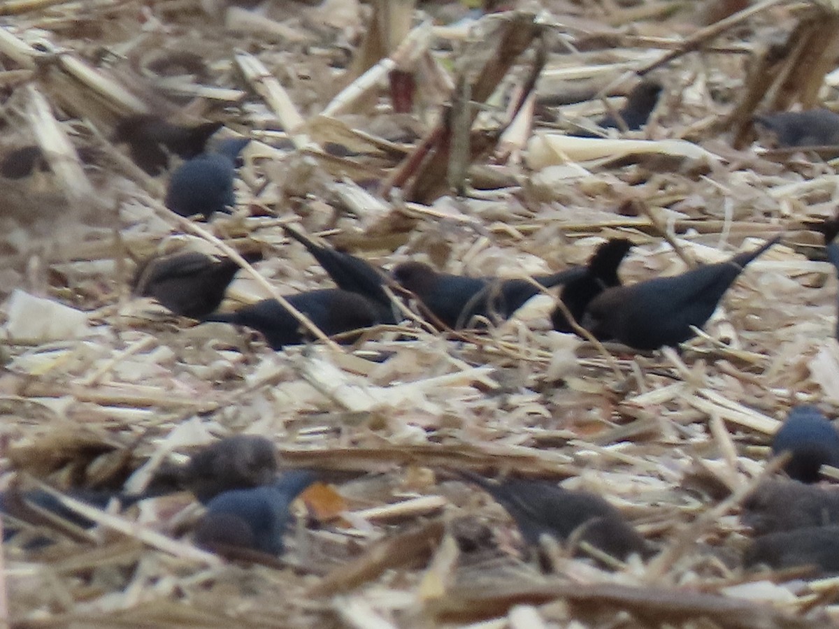 Brown-headed Cowbird - ML610516082