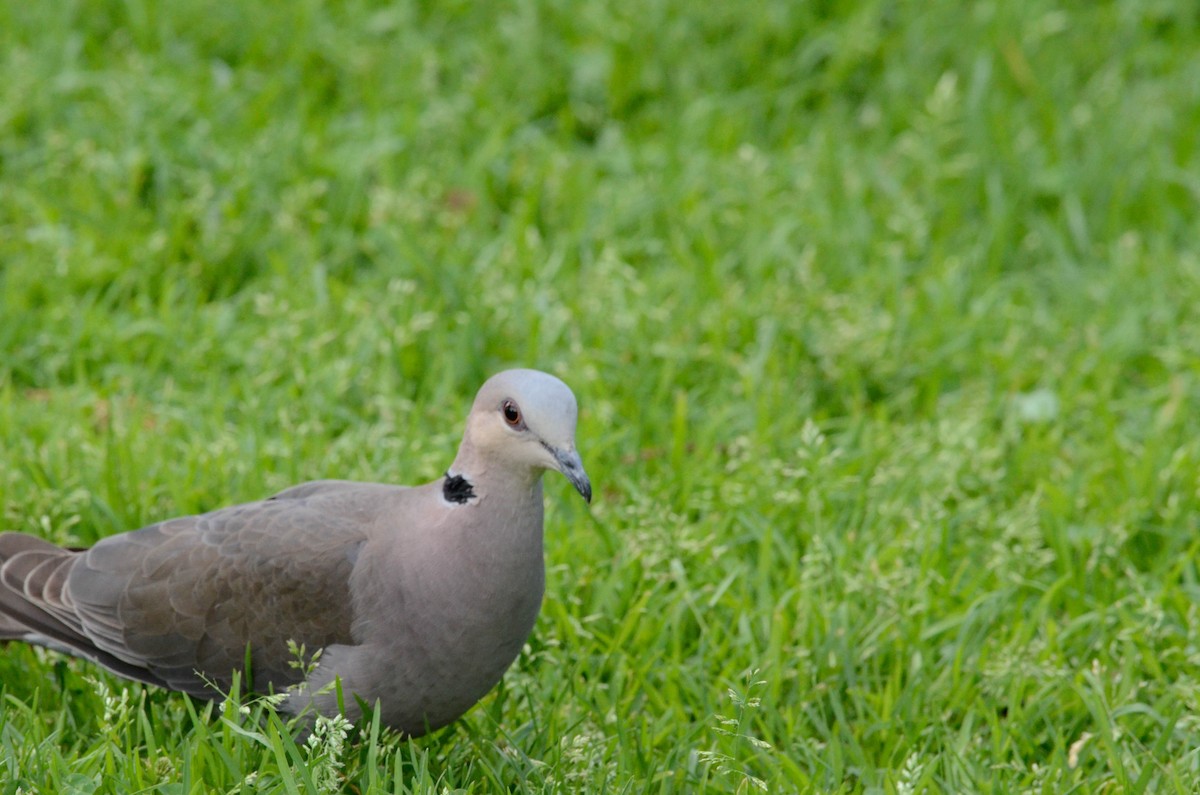 Red-eyed Dove - ML610516090