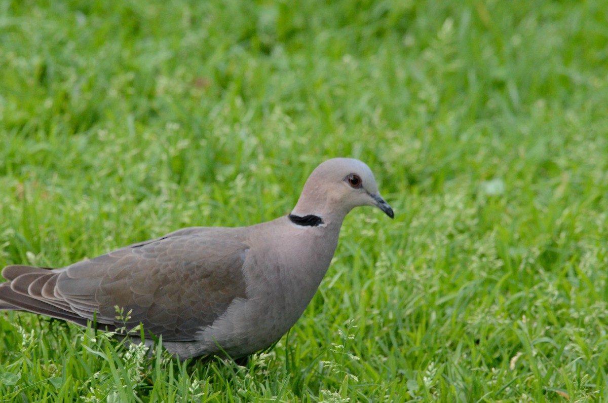 Red-eyed Dove - Andrew Mack