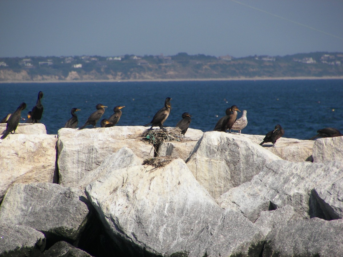 Cormoran à aigrettes - ML610516118