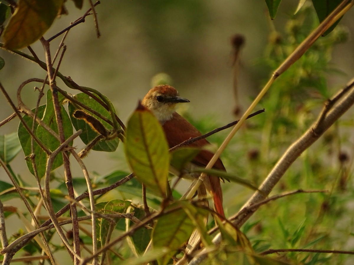 Yellow-chinned Spinetail - ML610516142
