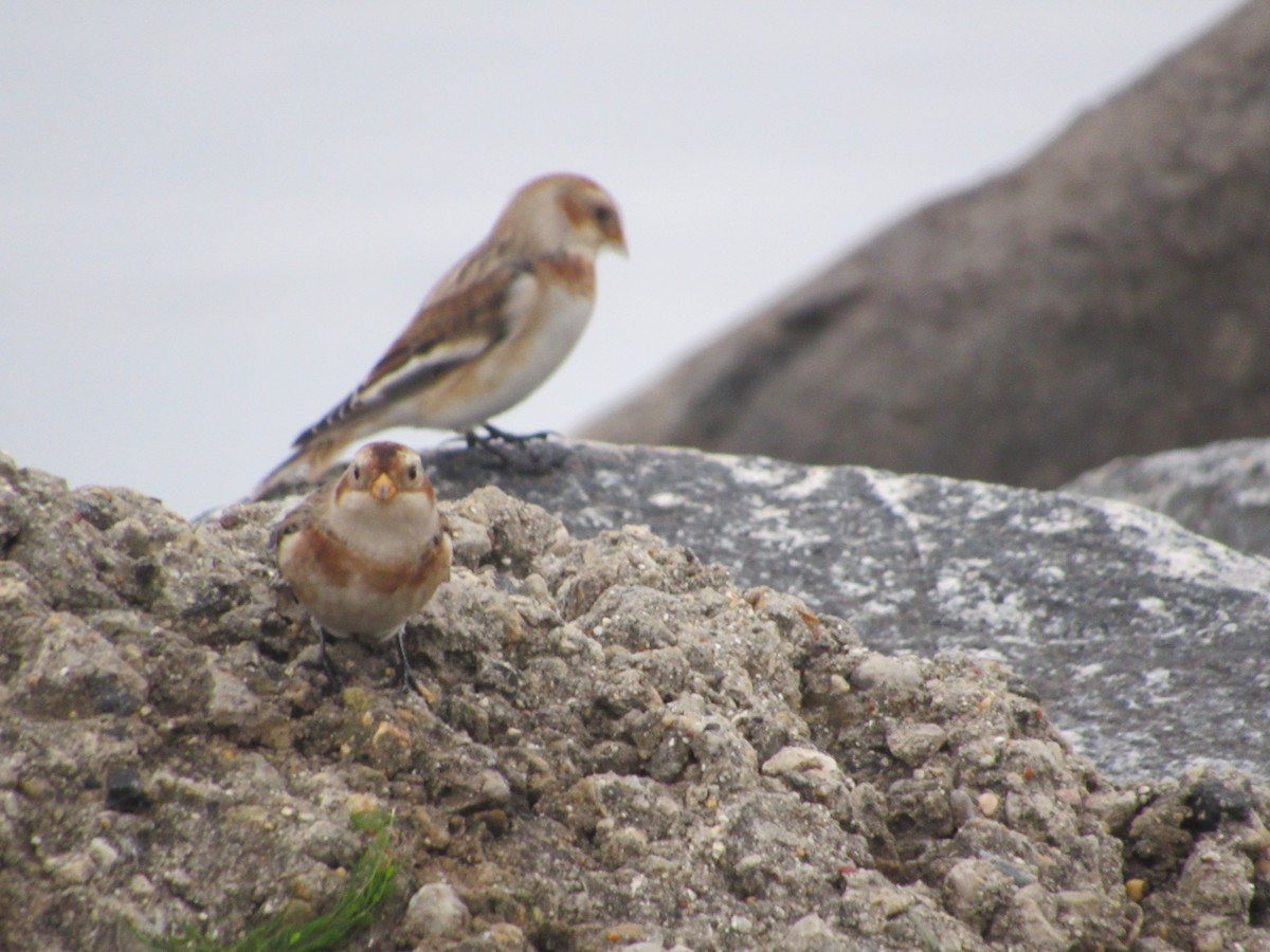 Snow Bunting - ML610516177