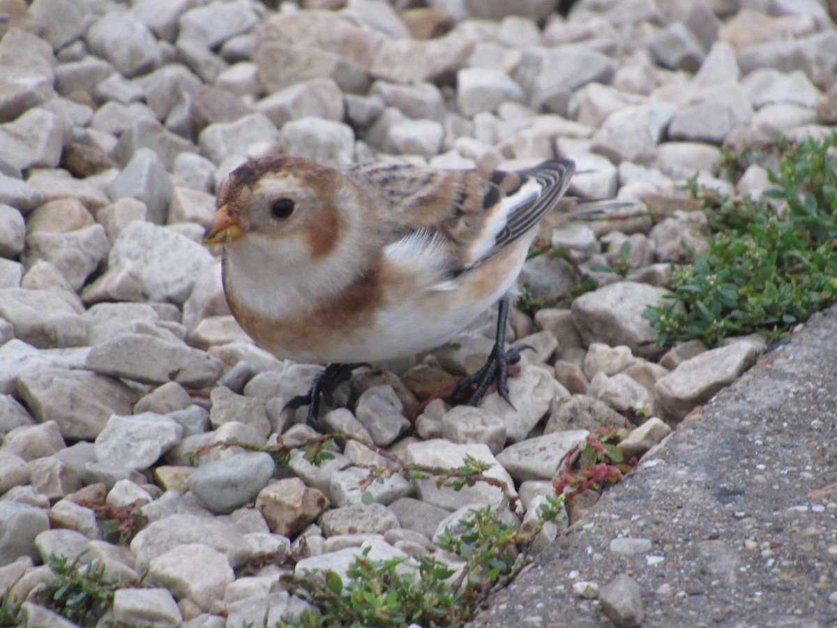 Snow Bunting - ML610516179