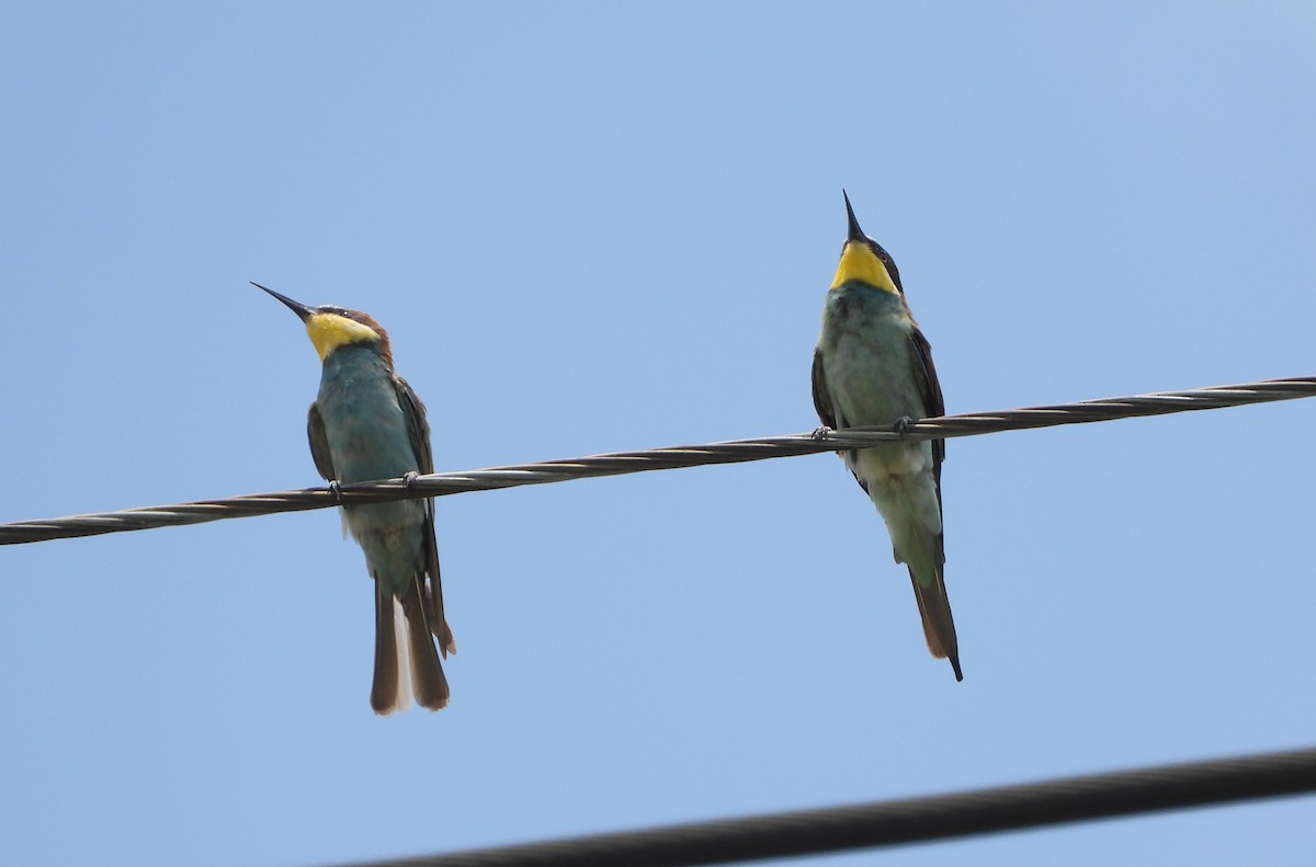 European Bee-eater - VASEN SULI