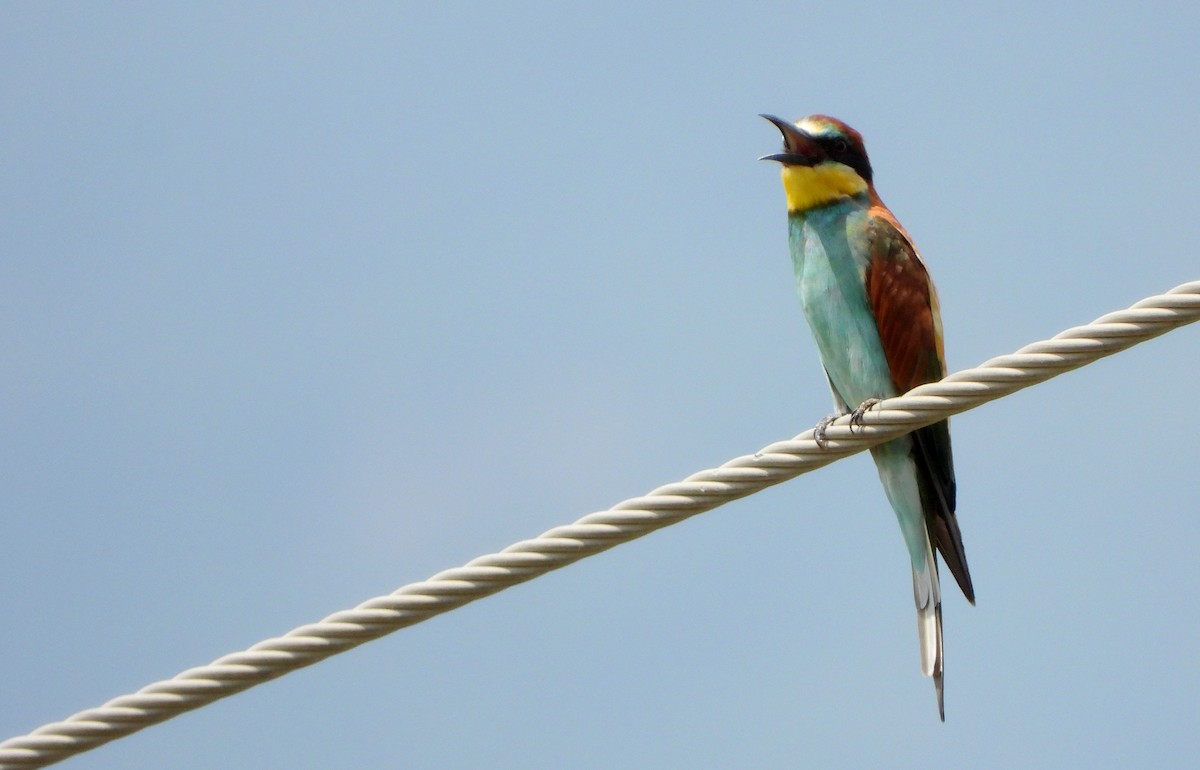 European Bee-eater - VASEN SULI