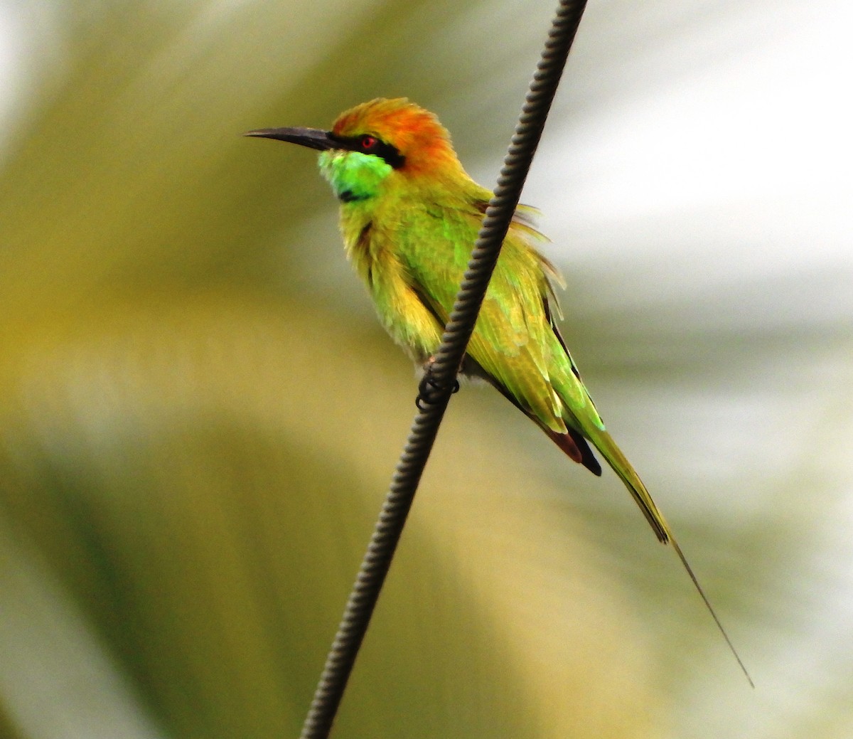 Asian Green Bee-eater - VASEN SULI