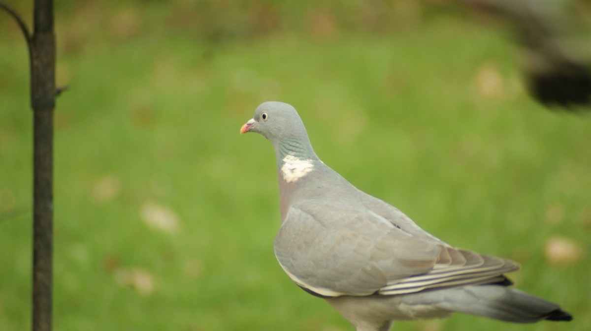 Pigeon ramier - ML610516279
