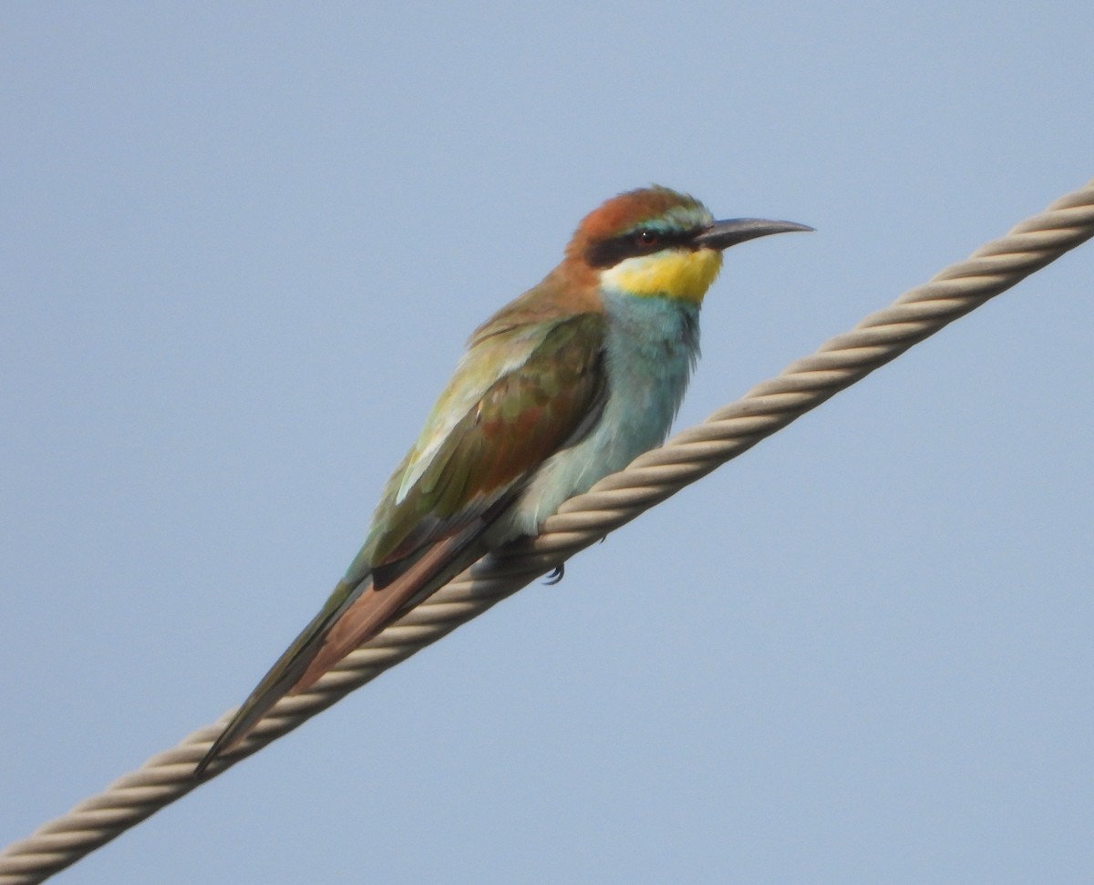 European Bee-eater - VASEN SULI