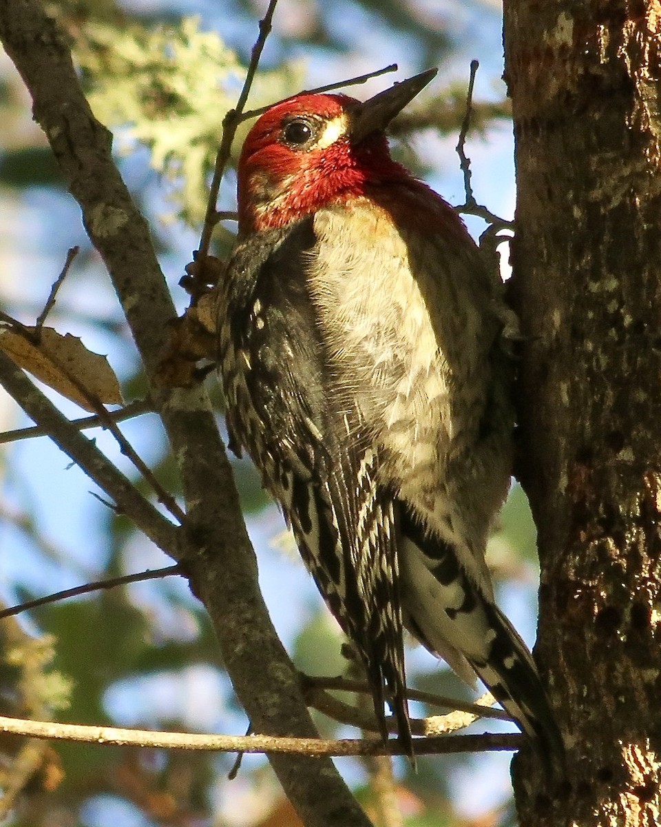 Red-breasted Sapsucker - ML610516334
