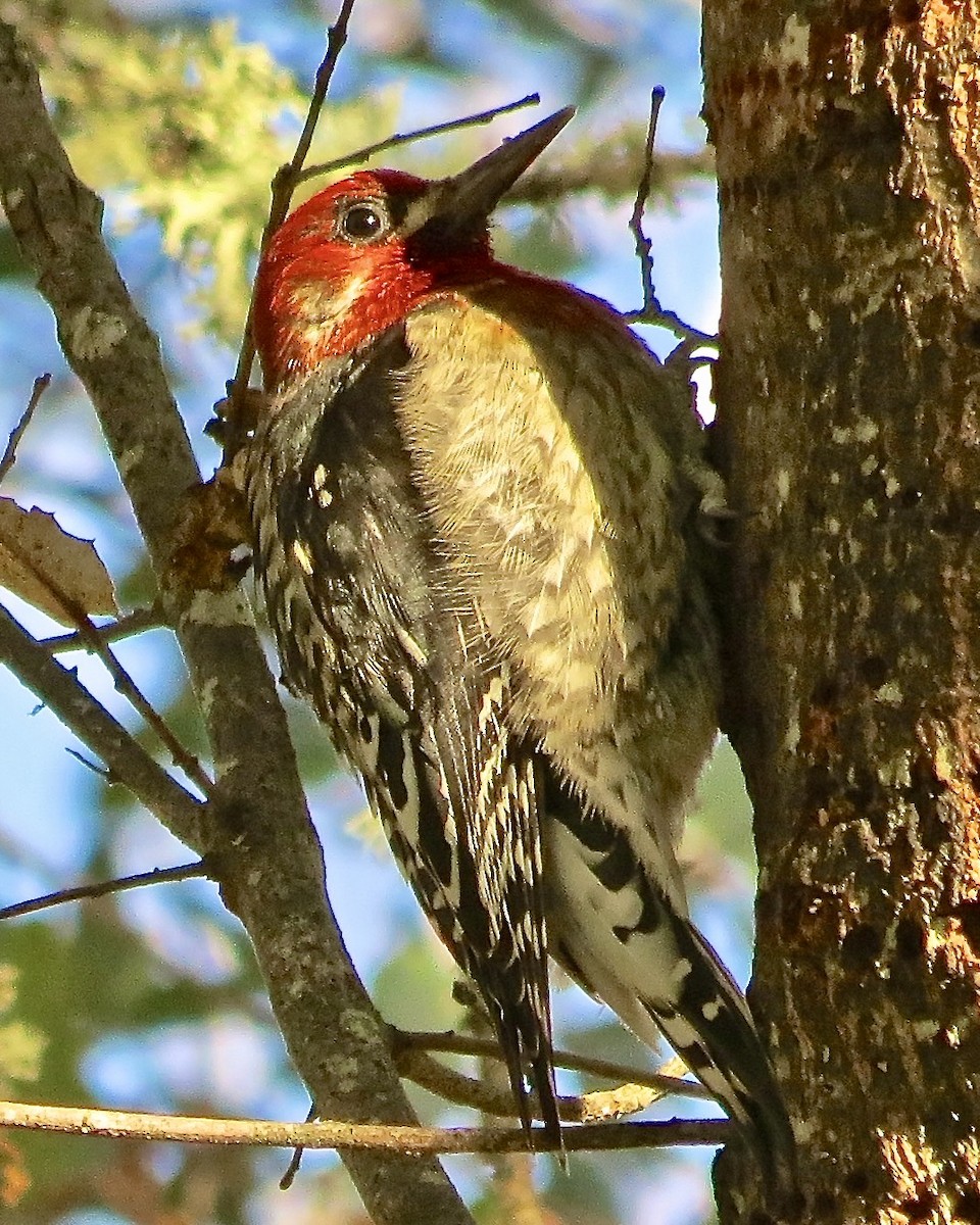 Red-breasted Sapsucker - ML610516335